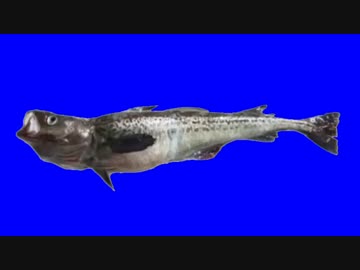 MURに似てる魚+あのテロップBB.themaking