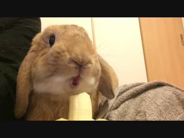 うさぎのきなこ　＃１９　もちゃもちゃ食べるうさぎ