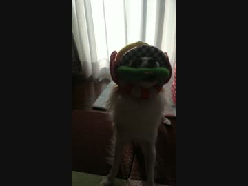 我が家のヒーロー（犬）
