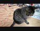 【生後235日】きょうの仔猫【蒼民家の猫々】