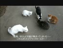 とある田舎の猫事情　～またたびブラックホール２～
