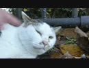 おしゃべりなサバシロもふもふ