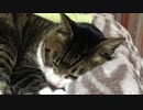 うちの猫の寝姿を撮影してみた（１２月１０日）
