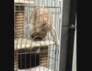 【ぬこぬこ動画】うちの猫がケージのカギを勝手に開ける件
