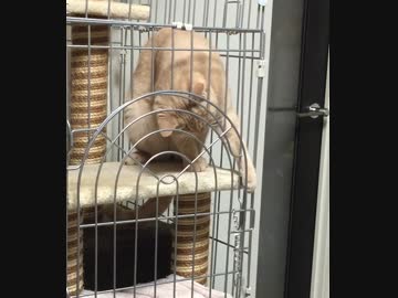 【ぬこぬこ動画】うちの猫がケージのカギを勝手に開ける件