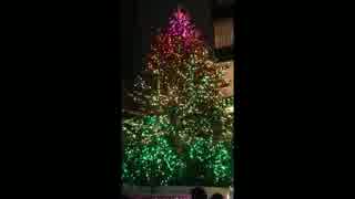 【2014】「ミキモトジャンボクリスマスツリー」見てきた【銀座】