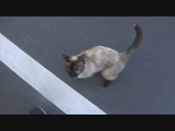 たぬきみたいな子猫、さすらいの果てにモフられる