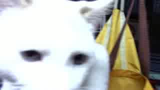 【生後236日】きょうの仔猫【蒼民家の猫々】