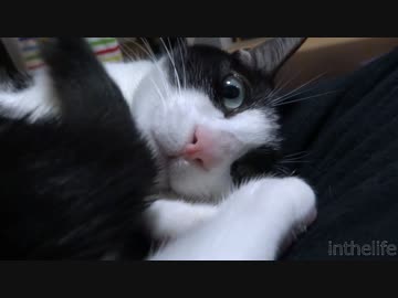 飼い主の股間をまさぐる猫「ここ掘れニャンニャン♪♪」