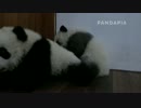 20141203 月亮産室 成就（チェンジュウ）はまずカメラに向けて吠える。それから珍多（ジェンドゥ）と大双（ダーシュアン）の子をいじめる。その後…足を噛む。