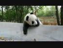 20141202 月亮産室 成就（チェンジュウ）は水場で遊ぶ。カメラを見つけて、追いかけて来る。
