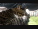 うちの猫の寝姿を撮影してみた（１２月１２日）
