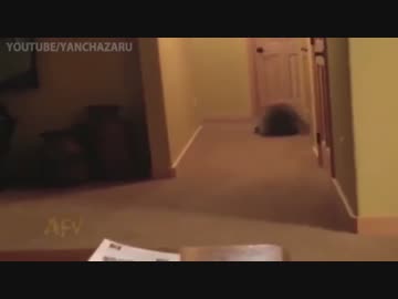 でんぐり返しで向かってくるアライグマ