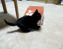 にゃもにゃも動画その5にゃ