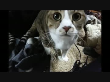 もみもみする猫