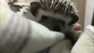 【ハリネズミ】どれから食べる？【27日目】