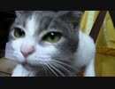 【生後237日】きょうの仔猫【蒼民家の猫々】