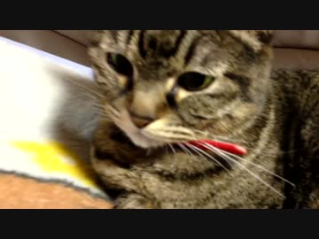 猫がｐｒｐｒしたりしてるのを眺めるだけ