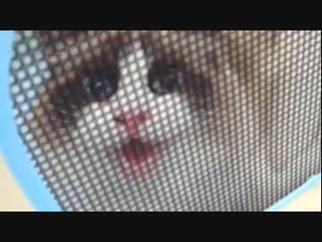 ラグドールのレオ　Vol.54 最大の試練を乗り切った猫