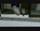 実家の車庫で保護した子猫 初めての雪