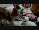 実家の母（61）がビブリボンをプレイ【ぬこ・犬満載】
