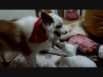 実家の母（61）がビブリボンをプレイ【ぬこ・犬満載】