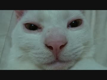 【宇宙猫】保護猫、モフモフ冬毛の接写を許す