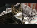 うちの猫の寝姿を撮影してみた（１２月１３日）