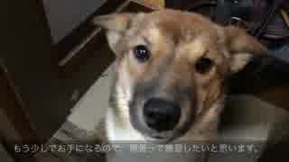 【イヌ】ただいま【アニマル動画】