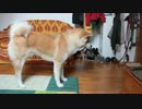 こんなお出迎えをされたい～秋田犬～