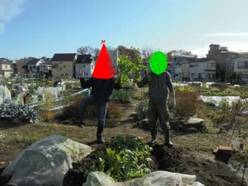 市民農園を借りて野菜を作ってみる【15週目】