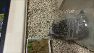 【ハリネズミ】砂場がええねん【28日目】