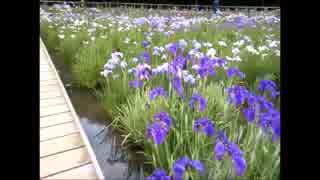 東村山市北山公園の菖蒲まつりだって