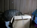 どうしても紐が欲しい猫