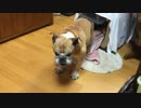 駄犬 さくら3 怒る