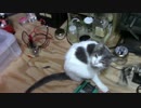 【生後239日】きょうの仔猫_B【蒼民家の猫々】