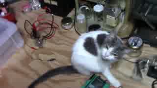 【生後239日】きょうの仔猫_B【蒼民家の猫々】