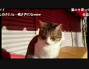オカルトハンター鈴木大輔　猫と遊ぶ(Part1)