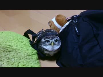 おいでませフクロウ