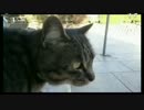 オカルトハンター鈴木大輔　猫と遊ぶ(Part2)