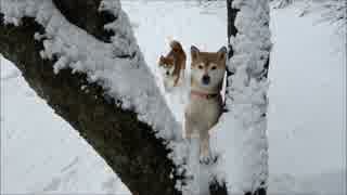 柴犬ひかりといちご　雪遊び