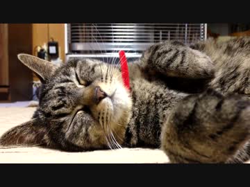 寝ている猫にひたすらちょっかいをかける動画