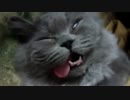 【衝撃】猫が野生を捨てるとこうなる