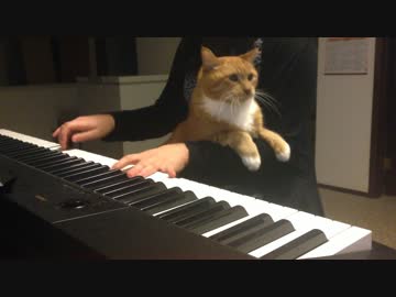 ノリノリなピアノ演奏に悠然と割り込んでくるネコ