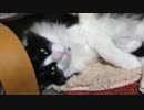 うちのもう一匹の猫の寝姿を撮影してみた（１２月１５日）