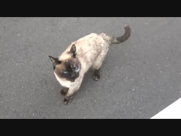 たぬきみたいな子猫、さすらいの果てに幸せに辿り着く