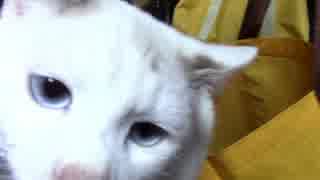 【生後240日】きょうの仔猫【蒼民家の猫々】