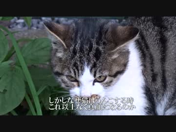 変態おっさん猫、一人きりのメス子猫に接近する
