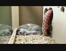 ハリネズミが眠る、ただただ眠る