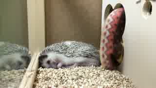 ハリネズミが眠る、ただただ眠る